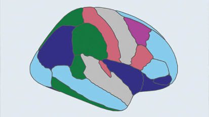 A Sweeping Characterization of Brain Function Through Studies on Living Human Brain Tissue