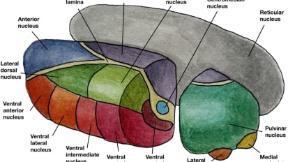 Mount Sinai Experts Explore the Thalamus and Its Influence on Neurological Conditions
