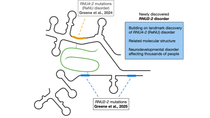 Landmark Study Identifies New Genetic Cause of Neurodevelopmental Disorders, Bringing Long-Awaited Answers to Families