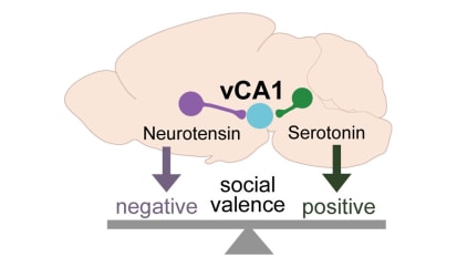 Mechanism by Which the Brain Weighs Positive vs. Negative Social Experience Is Revealed
