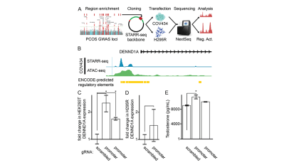 Mount Sinai Team Identifies Regions of DNA Associated With Excess Testosterone in PCOS