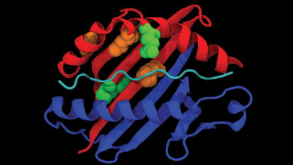 The Role of Human Leukocyte Antigens in Reducing Lung Cancer Risk