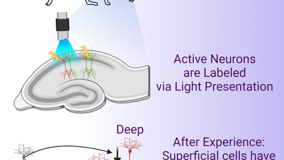 UTSW study challenges classic tenet of memory research