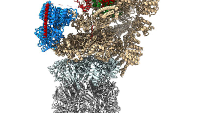 Protein pivotal for B-cell cancers gets a closer look