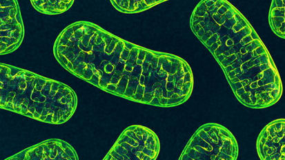 Problems in the Powerhouse: Excessive Degradation of Mitochondria Found to be a Tipping Point to Alcoholic Liver Disease