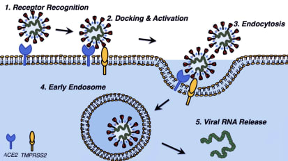 COVID-19 and Kidney Disease: Researchers Identify Overlap Between Biomarkers of the Virus and Renal Cell Carcinoma