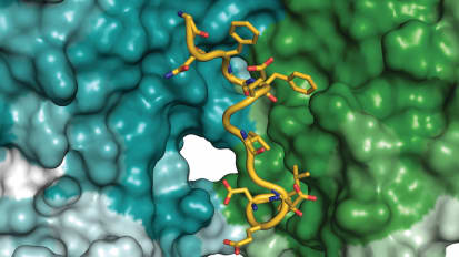 Study reveals cellular recycling process key to human health