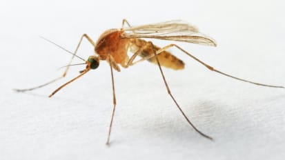 UTSW Research: Mosquito saliva and malaria, brain tumors, and more