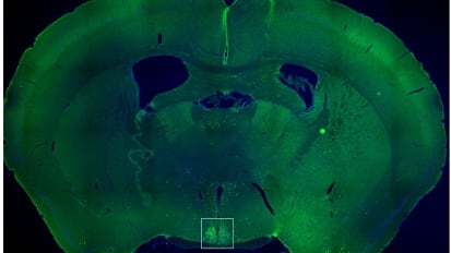 Neurons in brain’s timekeeper might control nighttime hunger 