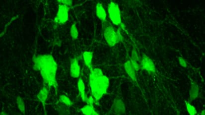 Putting a Protein into Overdrive to Heal Spinal Cord Injuries