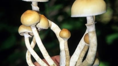 Johns Hopkins Medicine Receives First Federal Grant for Psychedelic Treatment Research in 50 years