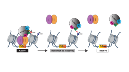 Researchers Unravel a Novel Mechanism Regulating Gene Expression in the Brain That Could Guide Solutions to Circadian and Other Disorders
