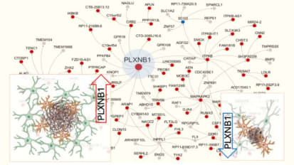 Altering Cellular Interactions Around Amyloid Plaques May Offer Novel Alzheimer’s Treatment Strategies