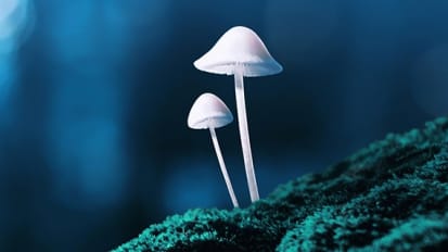 Psychedelics Research and Psilocybin Therapy