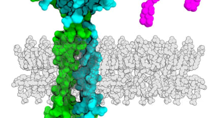 UT Southwestern Researchers Use AI to Detect New Family of Genes in Gut Bacteria