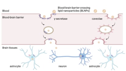 New Lipid Nanoparticle Platform Delivers mRNA to the Brain Through the Blood-Brain Barrier