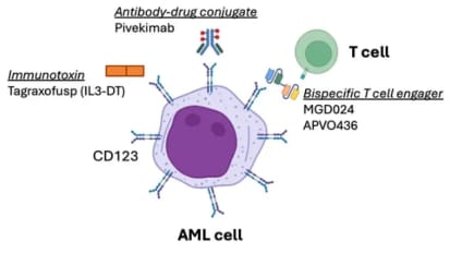 CD123 Targeted Therapies