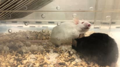 Mouse Studies Advance Search for New Class of Antidepressants