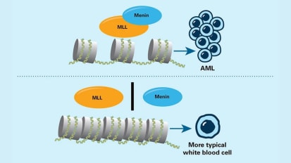 What is a Menin Inhibitor?
