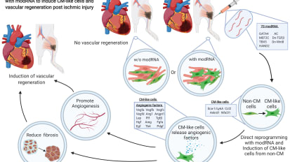 Direct Reprogramming Induces Vascular Regeneration Post Muscle Ischemic Injury