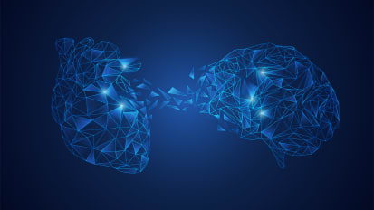 Cyclohexanone Impairs Functional and Anatomical Brain Connectivity Following Perinatal Exposure