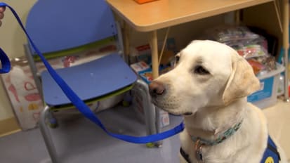 Meet Daniels, the New Facility Dog at UC Davis Children's Hospital