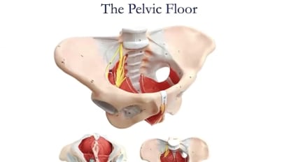 Solving the Mysteries of the Pelvic Floor: A Guide for Primary Care