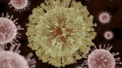 Zika: A Virus Finding a New Home