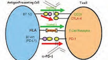 What are Immune Checkpoints, and How Can We Block Them?