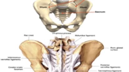 Sacroiliac Joint and Low Back Pain: Radiological Interventions: Hongtao Michael Guo, M.D., Ph.D.