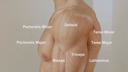 The Shoulder: Anatomical Knowledge Update