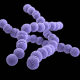 A three-dimensional, computer-generated image of a group of erythromycin-resistant group A Streptococcus, arranged in chains.