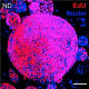 A look into the DNA of dividing cells in a human duodenal enteroid.