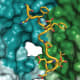 A molecular structure 3D image shows how the SNX17 protein C-terminal tail (gold) binds to a surface formed by VPS35L (green) and VPS26C (cyan) subunits of the Retriever protein complex. (Credit: Baoyu “Stone” Chen)