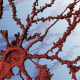 Image of neuron courtesy of Jennifer Cho, an M.D./Ph.D. student in Cowan’s laboratory. Image acquired from a confocal microscope that was funded through an S10 Shared Instrumentation Grant Program (OD021532).