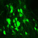 New spinal neurons converted from glia.