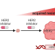 Breast cancers with mutations in the HER2 gene are initially sensitive to HER2 inhibitors like neratinib. However, most tumors eventually become resistant. Many of these resistant tumors acquire second mutations in HER2. Preclinical work in the study led by UTSW showed that breast cancers with these double HER2 mutations are sensitive to the combination of HER2 and MEK inhibitors. (Image created with biorender.com)