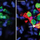 In the first-ever images of the death and birth of intestinal nerve cells, the first photograph depicts the loss of adult mouse enteric nerve cells. The red shapes are dead neurons. Neurons that are stained with a green nuclear dye are marked for programmed cell death. The green shapes are new neurons emerging from their precursor cells, highlighted in red.