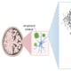 Abnormal deposits of the protein amyloid beta in the brain have been linked to Alzheimer’s disease. The above illustration reveals a potential way discovered by UTSW researchers to stop this process, leveraging the protective nature of the protein transthyretin (TTR) to identify a segment of this protein, TTR-S, that halts plaque formation and facilitates its degradation in a test tube.
Credit: UT Southwestern