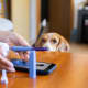 A patient holding a semaglutide injection pen for weight loss consults with her doctor on a video call. UT&nbsp;Southwestern researchers, who found that it&rsquo;s not uncommon for patients to switch GLP-1RA medications, said clinicians should encourage them to do so if necessary to promote continuity of care. (Photo credit: Getty Images)
