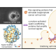 Viewing detached melanoma cells through a light microscope (left, above) reveals cells covered in blebs: small blister-like protrusions of the plasma membrane (left, below). 3D surfaces of blebbing melanoma cells made using advanced lightsheet microscopy and computer vision software allow careful analysis of cell shape and the distributions of different proteins. These surfaces are from the same cell, colored to show either plasma membrane curvature or the concentration of septin scaffolding proteins (right). A cartoon diagram illustrates the central mechanism of bleb signaling.