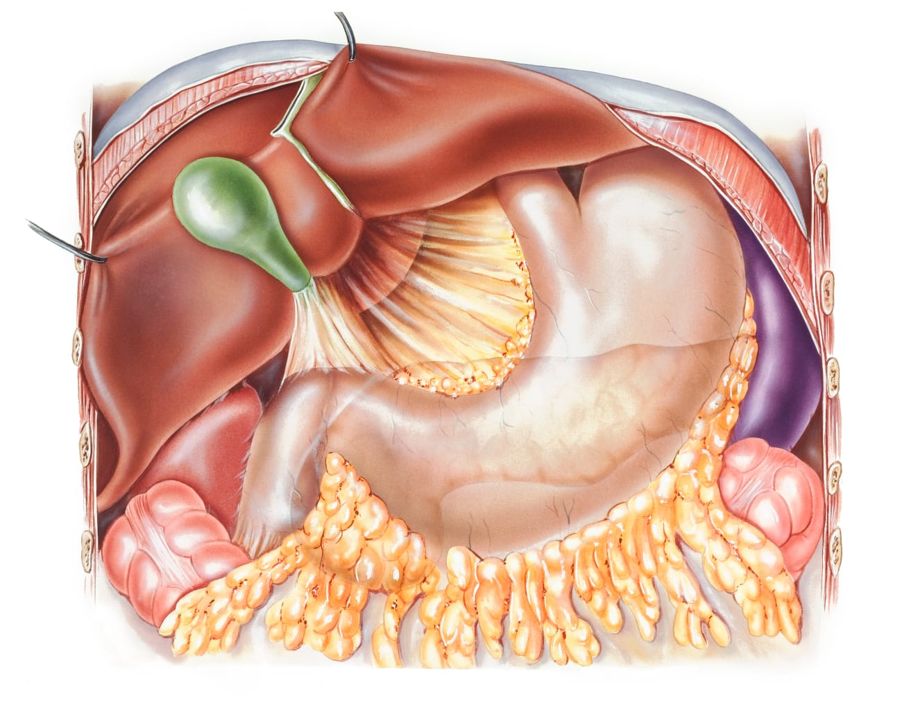 BMED_PANCREAS_STOMACH