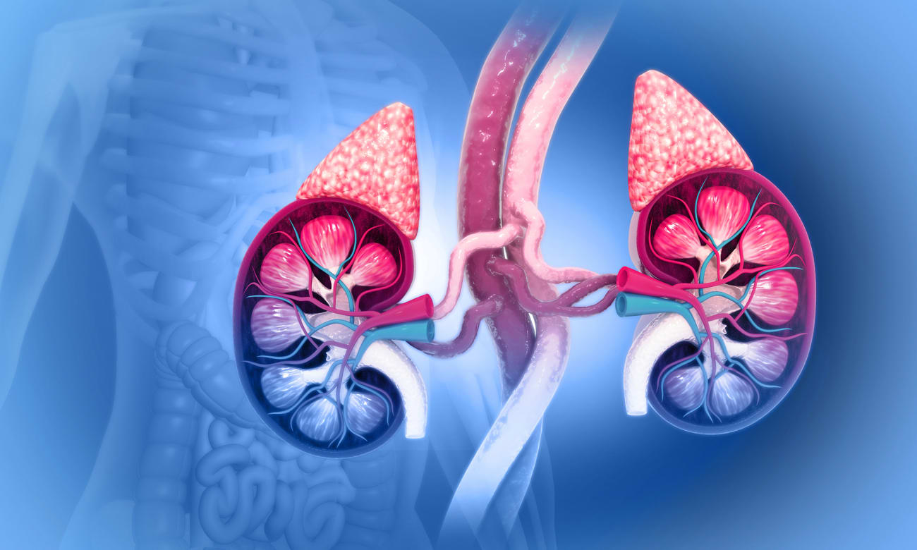 A 3D illustration of the human urinary system, including kidneys and the adrenal gland