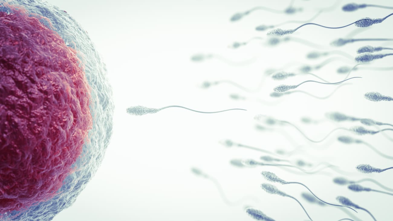 A 3D illustration of insemination shows sperm swimming to an egg