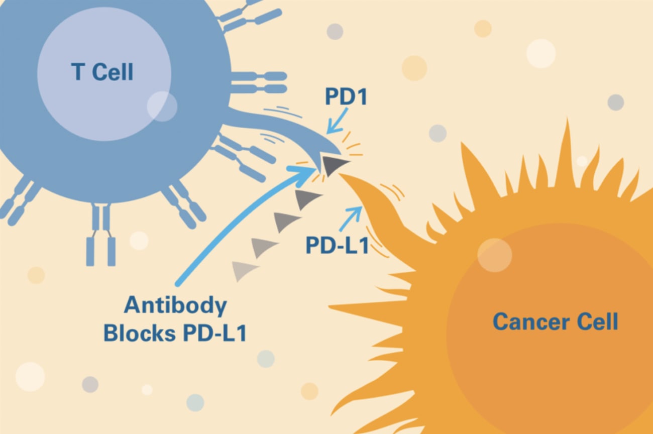 Immune checkpoint inhibitors prevent tumor cells from evading immune system attackers.