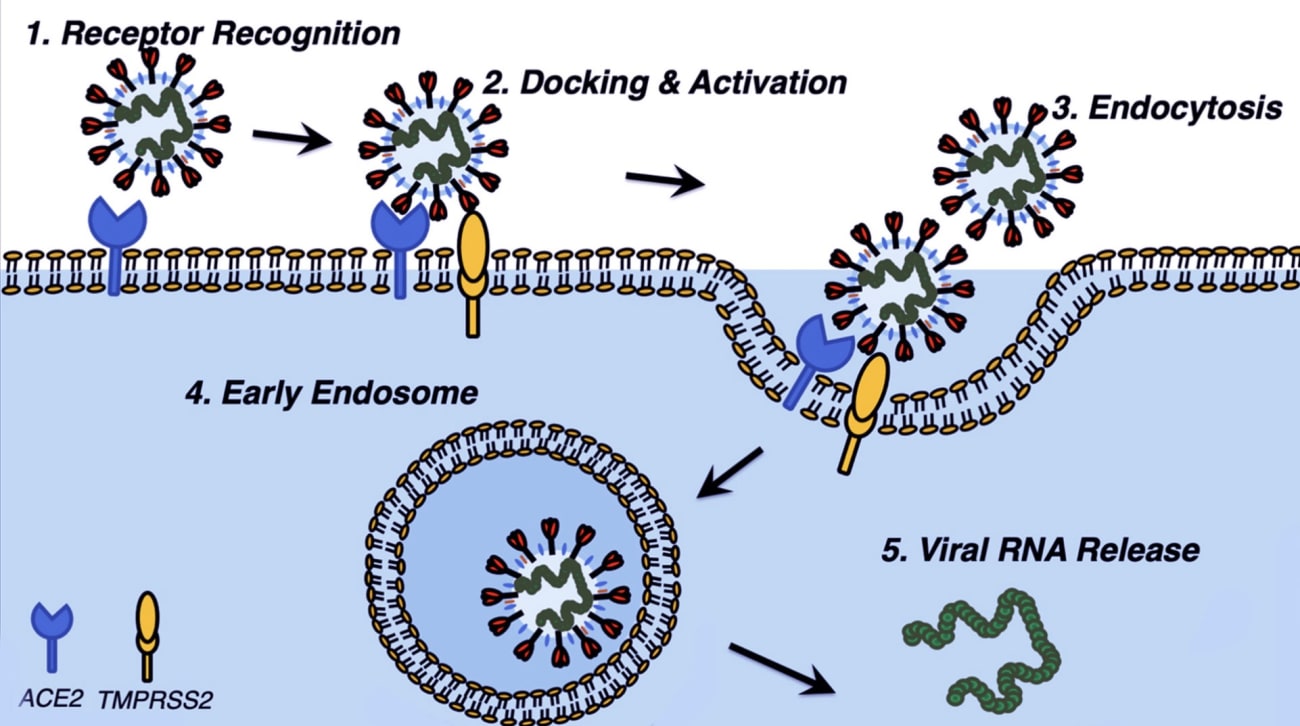 Molecular Pathway