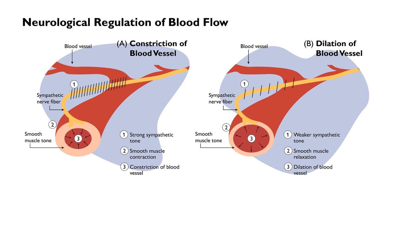 Blood Flow