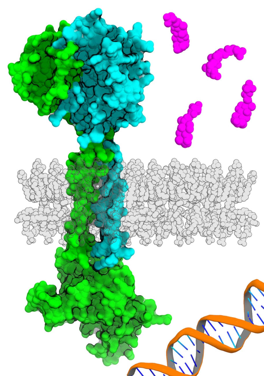 Membrane