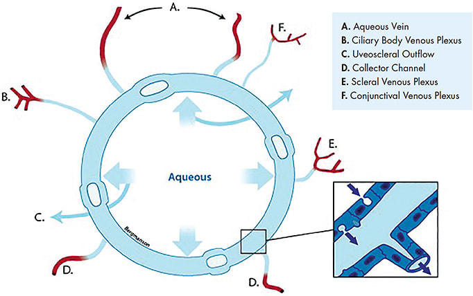 Figure 2. Canal of Schlemm communications. Schematic diagram illustrating the four routes out of the eye that aqueous may take—conjunctival, scleral, and ciliary body venus plexi and the uveoscleral outflow. Published with permission from Bergmanson JPG. Clinical Ocular Anatomy &amp; Physiology, 27th Edition, 2020.