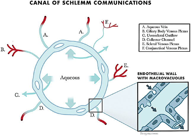 Figure 1. Diagram illustrating four of the six aqueous outflow pathways—the venous plexi of conjunctiva, sclera, and ciliary body (conventional pathway), and the uveoscleral outflow, which is unrelated to the conventional pathway. Image published with permission from JPG Bergmanson, Clinical Ocular Anatomy and Physiology, 29th Edition, 2022.